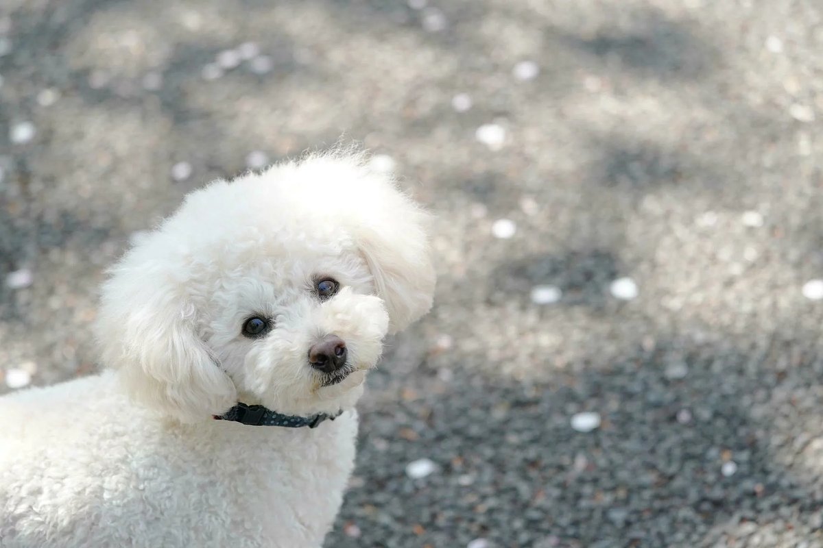 アニマルセラピーとは 効果 適した動物 問題点などを紹介 介護のほんね