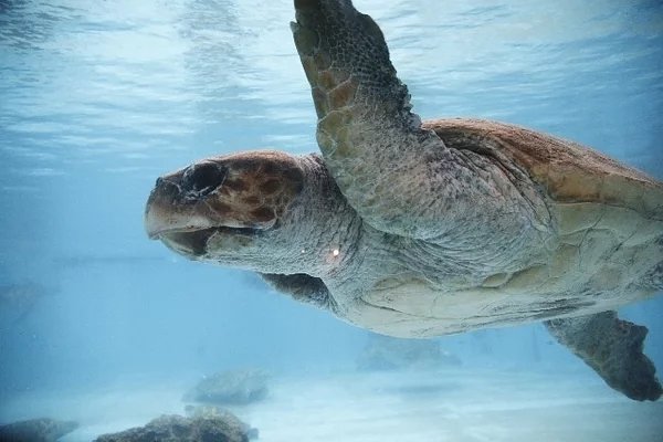 鶴は千年 亀は万年 世界で一番長生きな動物 生物は 介護のほんねニュース 介護のほんね