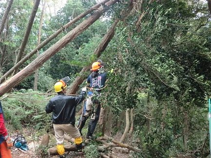 熱海の森で伐木のボランティア