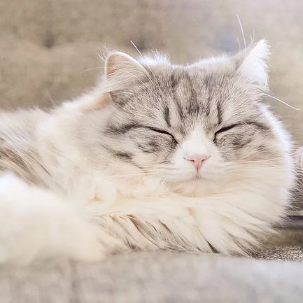 猫もなる認知症 介護のほんねニュース 介護のほんね