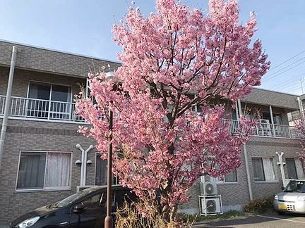 グループホームみんなの家・大宮吉野町 敷地内に咲く八重桜 特徴画像