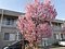 グループホームみんなの家・大宮吉野町 敷地内に咲く八重桜