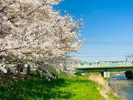 グループホームみんなの家・蓮田 元荒川の川沿いの桜 特徴画像