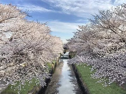 グループホームみんなの家・与野鈴谷 施設真横には桜並木があり、室内からも桜が楽しめます 特徴画像