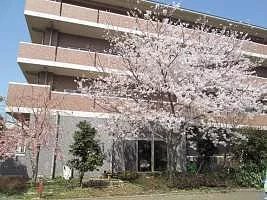 グループホームみんなの家・志木柏町 敷地内には桜の木も。春はお花見をお楽しみいただけます。