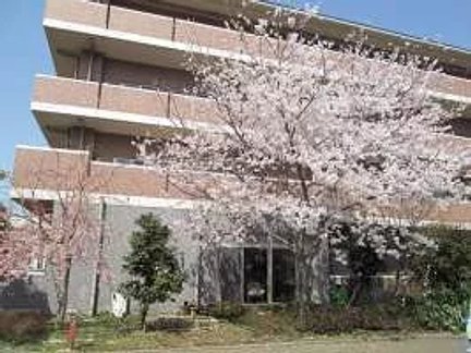 グループホームみんなの家・志木柏町 敷地内には桜の木も。春はお花見をお楽しみいただけます。 特徴画像