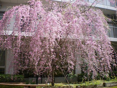 介護付有料老人ホーム　ハッピーライフ菜の花館 中庭のしだれ桜
