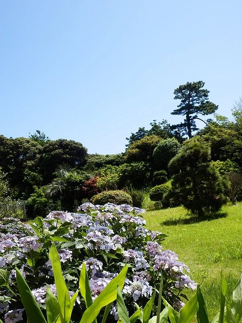 鎌倉静山荘 庭